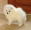 Regalo cachorros de pomerania blanco de los mejores cachorros de