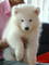 Regalo cachorros samoyedo muy encantador - Foto 1