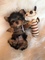 Regalo cachorros toy de yorkshire terrier 33333