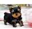 Regalo cachorros toy de yorkshire terrier b0