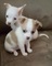 Regalo dulce, hogar criado chihuahua cachorros - Foto 1