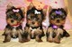 Regalo encantador, miel yorkie cachorros - Foto 1