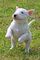 Regalo hermoso Bull terrier cachorros - Foto 1