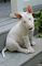 Regalo impresionante cachorros bull terrier para su familia - Foto 1