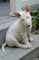 Regalo impresionante cachorros bull terrier para su familia