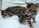 Regalo impresionante sabana gatitos - Foto 1