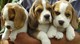 Regalo inteligente beagle cachorros para su hogar