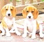 Regalo muy inteligente cachorros de beagle