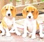 Regalo muy inteligente cachorros de beagle