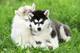 Regalo preciosos cachorros husky siberiano 2