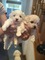 Tres cachorras hembras bichon maltes