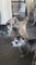 Vendo perra Husky Siberiano - Foto 1
