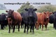 Wagyu, Angus, Jerseys, Holsteins, Brahmans, así como otras razas - Foto 1