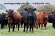 Wagyu, angus, jerseys, holsteins, brahmans, así como otras razas