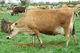 Wagyu, Angus, Jerseys, Holsteins, Brahmans, así como otras razas - Foto 2