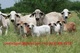 Wagyu, Angus, Jerseys, Holsteins, Brahmans, así como otras razas - Foto 3
