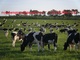 Wagyu, Angus, Jerseys, Holsteins, Brahmans, así como otras razas - Foto 4