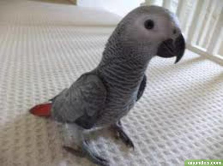 Regalo adorable y hablando loros yaco papilero de Colar Roja 18 Garaballa Regalo adorable y hablando loros yaco papilero de Colar Roja 18 Garaballa