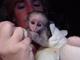 Adorable bebé capuchin macho y hembra para casas nuevas
