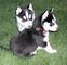 Cachorros de husky, - Foto 1