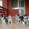 Cachorros de husky pedigree