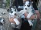 Cachorros de husky siberiano - Foto 1