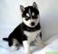 Cachorros de husky siberiano en venta - Foto 1