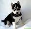 Cachorros de husky siberiano en venta