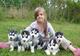 Cachorros de pura raza de husky varios colores ojos azules
