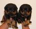 Cachorros de rottweiler dulce para adopción