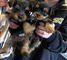 Camada preciosa de yorkshires terrier mini nacional - Foto 1