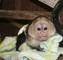 Capuchinos de salud libre -para rehooming