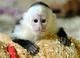 Capuchinos de salud libre -para rehooming////