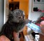 Cara dulce marmoset monos - Foto 1