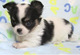 Chihuahua de 1 año supertoy