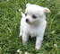 Chihuahua de 3 Meses de las mas pequeñas - Foto 2