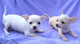 Chihuahuas tamaño mini - Foto 1