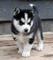 Fantásticos cachorros De husky siberiano disponibles machos y hem - Foto 1