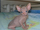 Gatitos sanos de Sphynx para Regalo - Foto 1