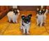 Gratis adorables cachorros papillon