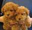 Gratis Cachorro Perrito Poodle Caniche Toy - Foto 1