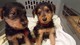 Gratis cachorros de airedale terrier