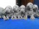 Gratis cachorros kc reg weimaraner