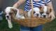 Gratis Extraordinaria camada de bulldog ingles - Foto 1