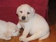 Gratis Hermoso cachorro de Labrador - Foto 1