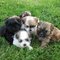 Gratis impresionantel cachorros malshi