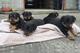 Gratis rottweilers cachorros listo