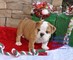 Hermoso bulldog inglés masculino y femenino disponible - Foto 1