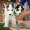 Husky desparasitados, con el microchip - Foto 1