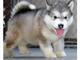 Husky disponemos de machos y hembras, vacunados, desparasitados - Foto 1